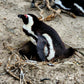 Educational Penguin Encounters: Inspire Conservation Action with Endangered African Penguins!