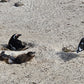 Educational Penguin Encounters: Inspire Conservation Action with Endangered African Penguins!