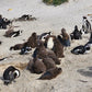 Educational Penguin Encounters: Inspire Conservation Action with Endangered African Penguins!