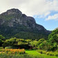 Discover the Magic of Kirstenbosch Botanical Gardens