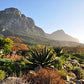 Discover the Magic of Kirstenbosch Botanical Gardens