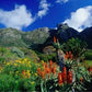 Discover the Magic of Kirstenbosch Botanical Gardens