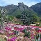 Discover the Magic of Kirstenbosch Botanical Gardens