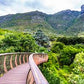 Discover the Magic of Kirstenbosch Botanical Gardens