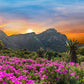 Discover the Magic of Kirstenbosch Botanical Gardens