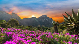 Discover the Magic of Kirstenbosch Botanical Gardens