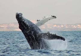 Witness the Giants of the Ocean: An Unforgettable Whale Watching Adventure!