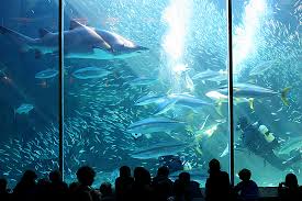 An Unforgettable Two Oceans Aquarium Adventure!