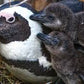 Educational Penguin Encounters: Inspire Conservation Action with Endangered African Penguins!