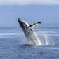 Educational Whale Watching: Plan an Unforgettable Marine Adventure for Your Students!