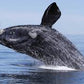 Educational Whale Watching: Plan an Unforgettable Marine Adventure for Your Students!