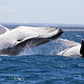 Educational Whale Watching: Plan an Unforgettable Marine Adventure for Your Students!