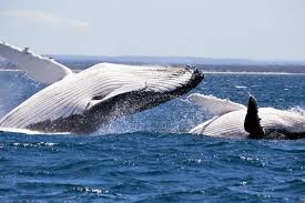 Educational Whale Watching: Plan an Unforgettable Marine Adventure for Your Students!