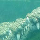 An Unforgettable Crocodile Encounter at Afrikanos!