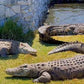 An Unforgettable Crocodile Encounter at Afrikanos!