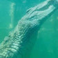 An Unforgettable Crocodile Encounter at Afrikanos!