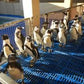 Discover the Penguin's World at the Kleinbaai Penguin Rehabilitation Sanctuary