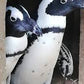 Discover the Penguin's World at the Kleinbaai Penguin Rehabilitation Sanctuary