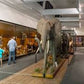 Unearth the Past at Iziko Museums Cape Town: An Unforgettable Adventure!