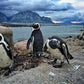 Discover the Penguin's World at the Kleinbaai Penguin Rehabilitation Sanctuary