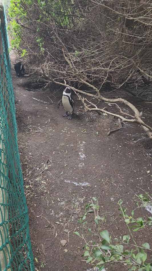 Educational Penguin Encounters: Inspire Conservation Action with Endangered African Penguins!