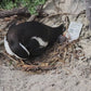 Educational Penguin Encounters: Inspire Conservation Action with Endangered African Penguins!