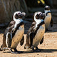 Discover the Penguin's World at the Kleinbaai Penguin Rehabilitation Sanctuary