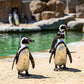 Discover the Penguin's World at the Kleinbaai Penguin Rehabilitation Sanctuary